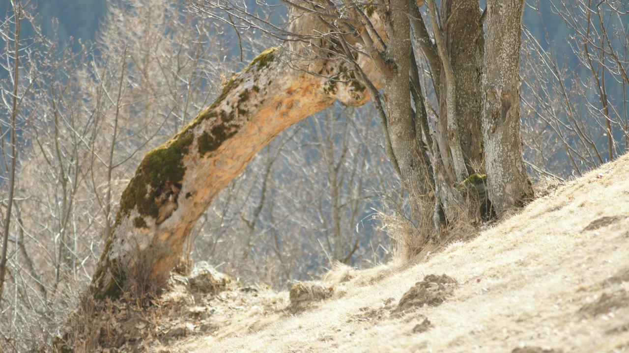 Schrunerhof Ebene Reichenau 외부 사진